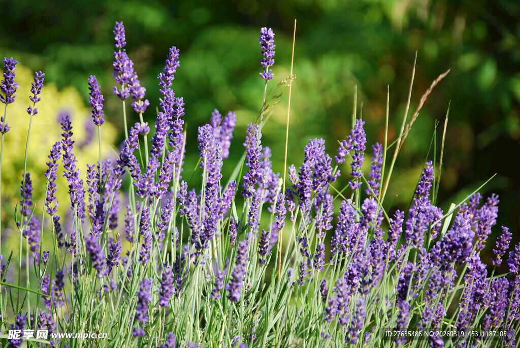 紫色薰衣草花丛美景