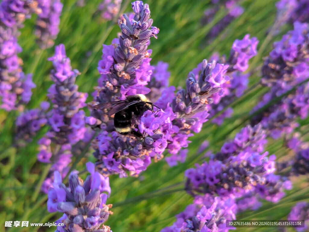 紫薰衣草上的黑蜂