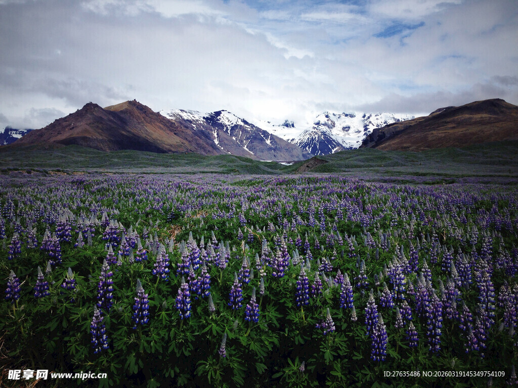 紫色花海与远山美景