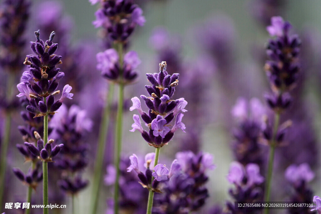 紫色薰衣草绽放
