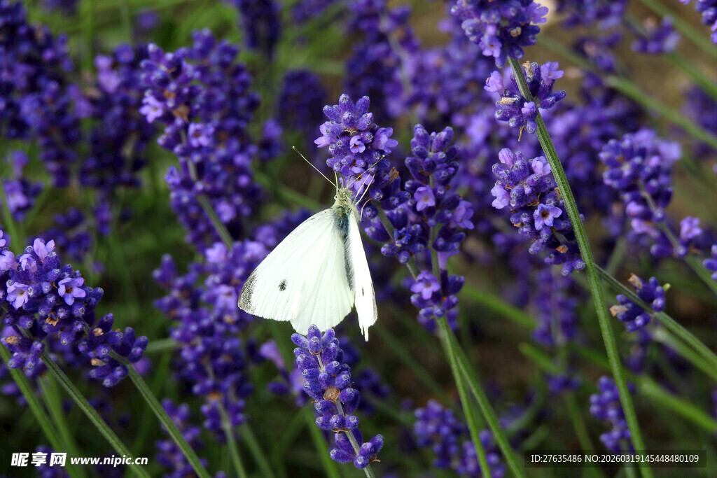薰衣草丛中的白色蝴蝶
