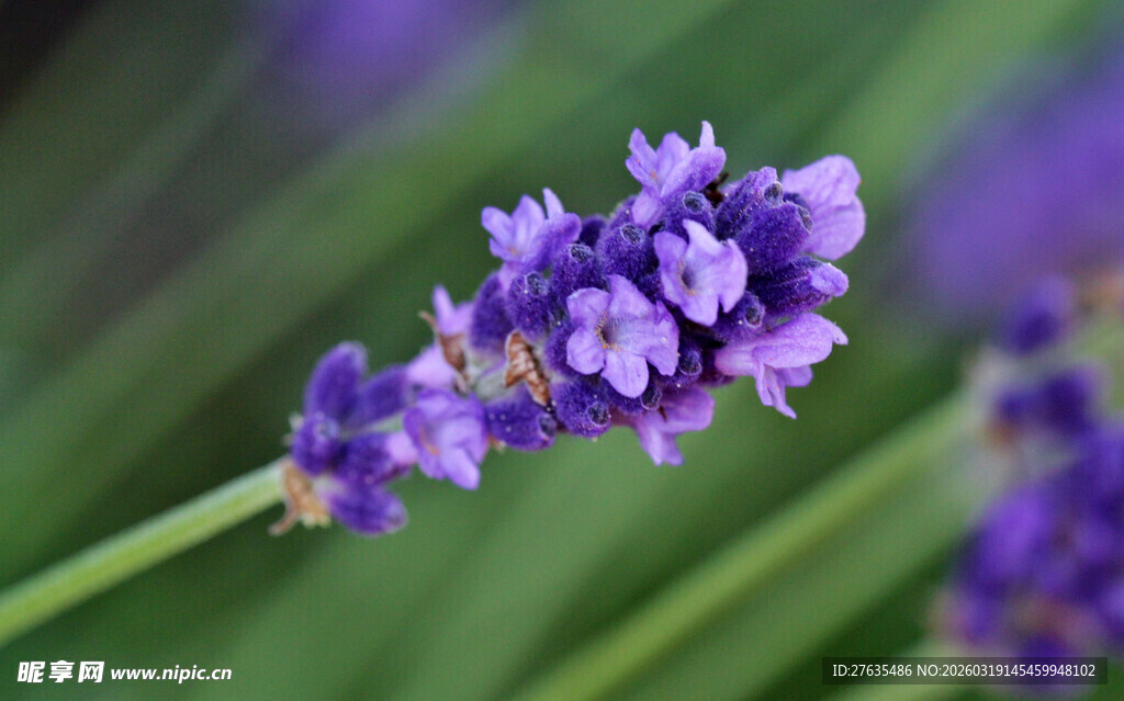 绽放的紫色薰衣草花朵