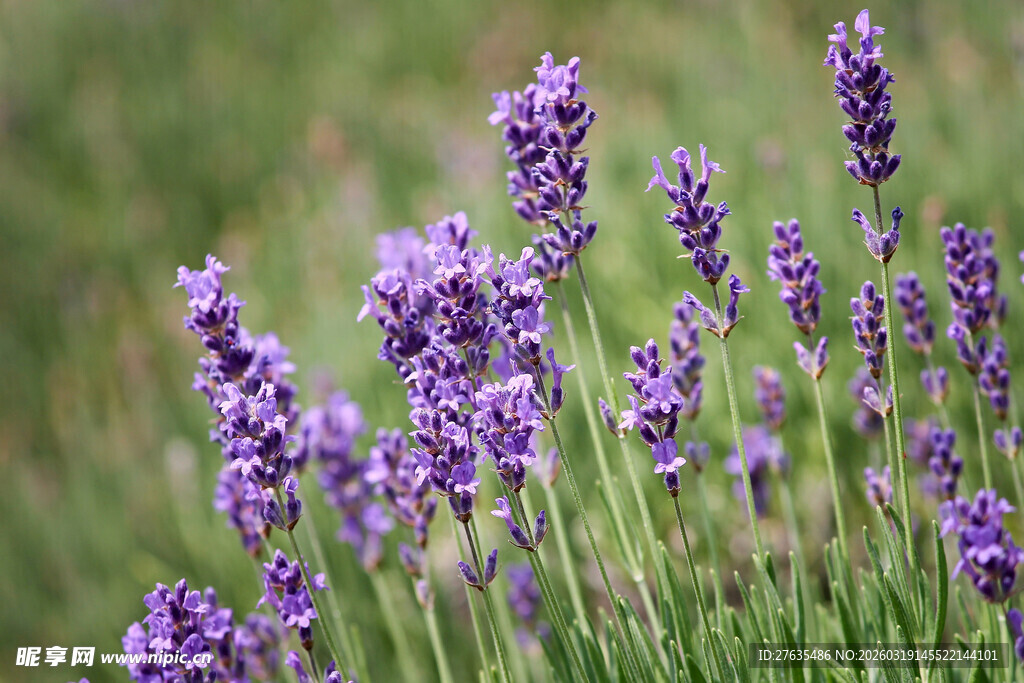 紫色薰衣草绽放于绿野