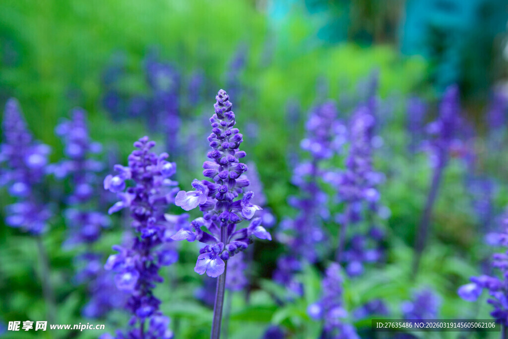 紫色鼠尾草花丛特写