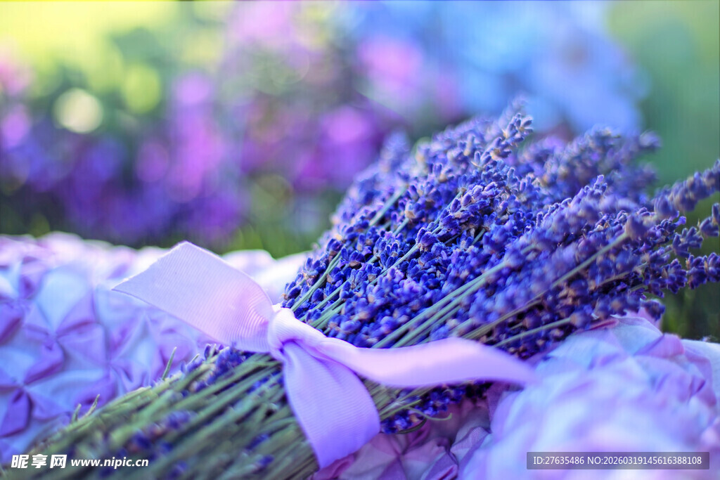 紫色薰衣草花束优雅绽放
