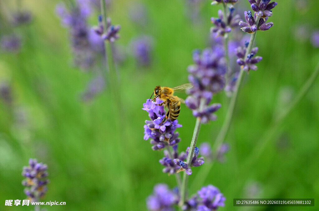紫色薰衣草上的小昆虫
