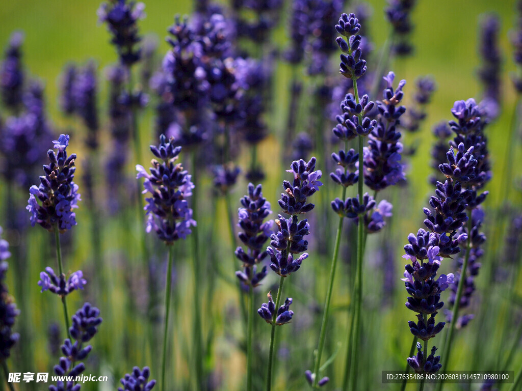 紫色薰衣草花田美景