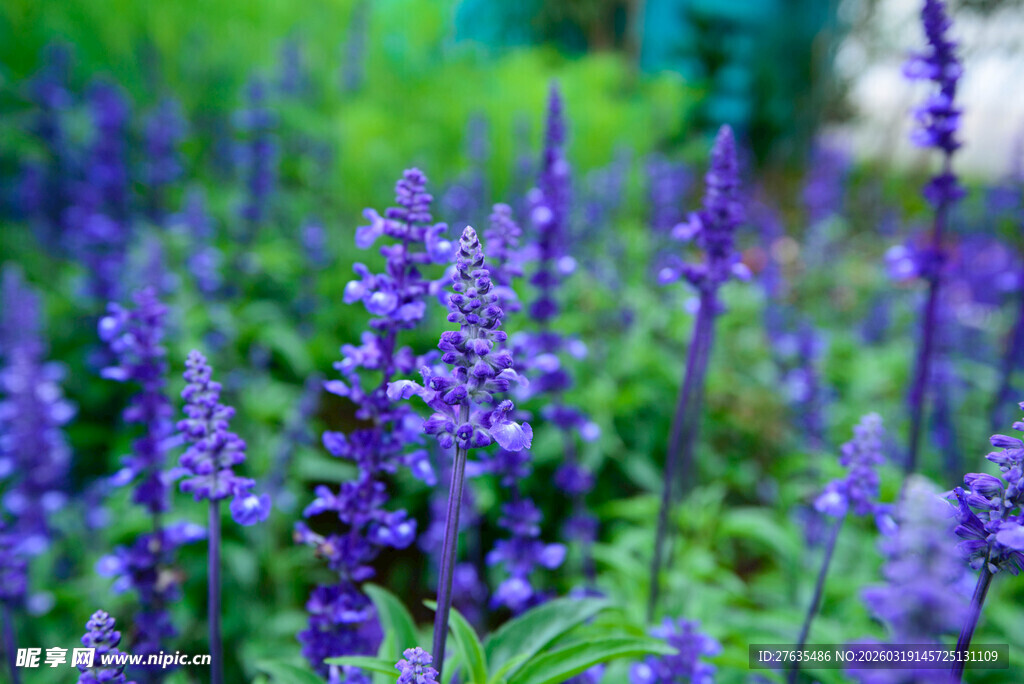 紫色鼠尾草花海美景