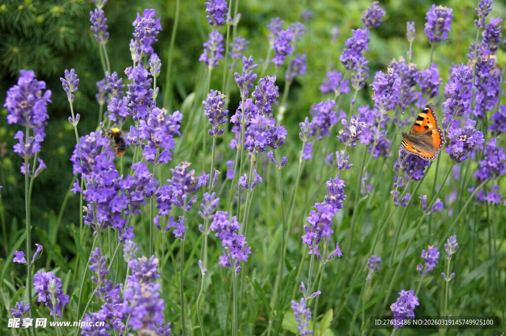 紫色花丛中的蝴蝶