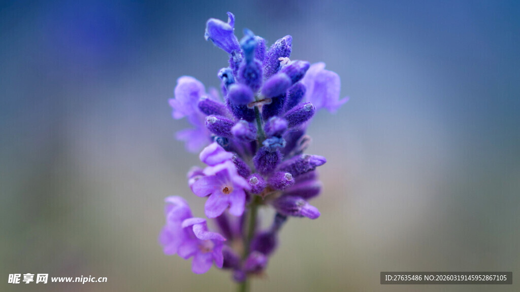 紫色薰衣草特写