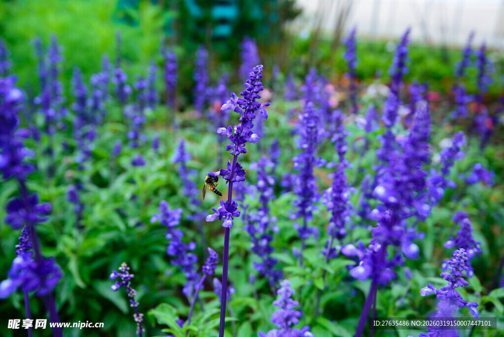紫色鼠尾草花海