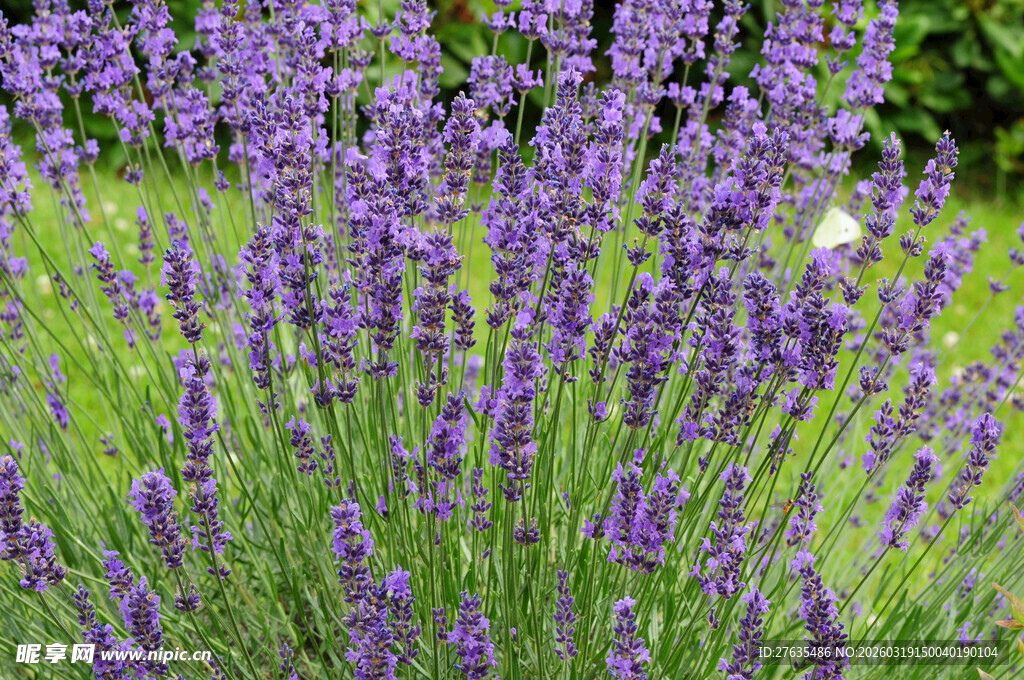 紫色薰衣草花丛美景