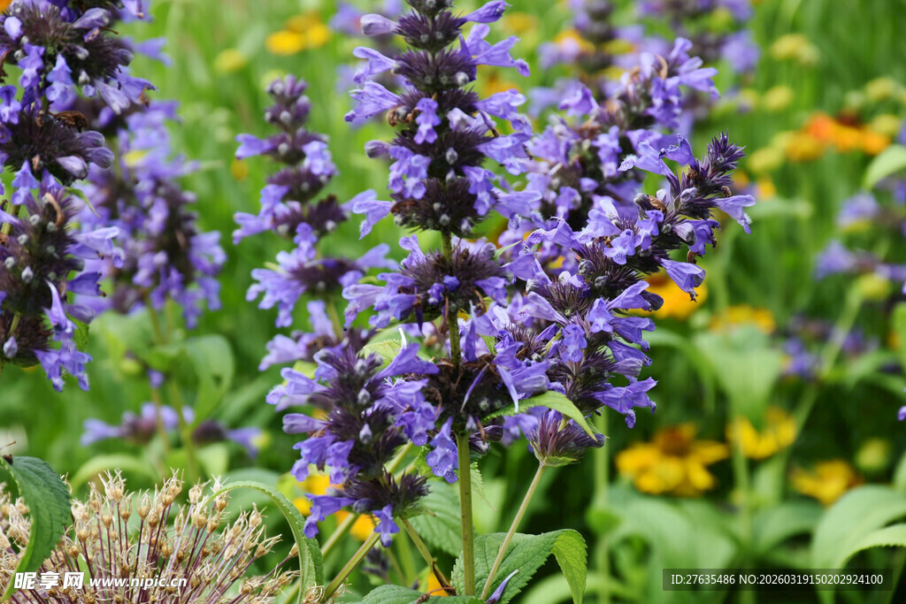 紫色鼠尾草绽放于花丛中