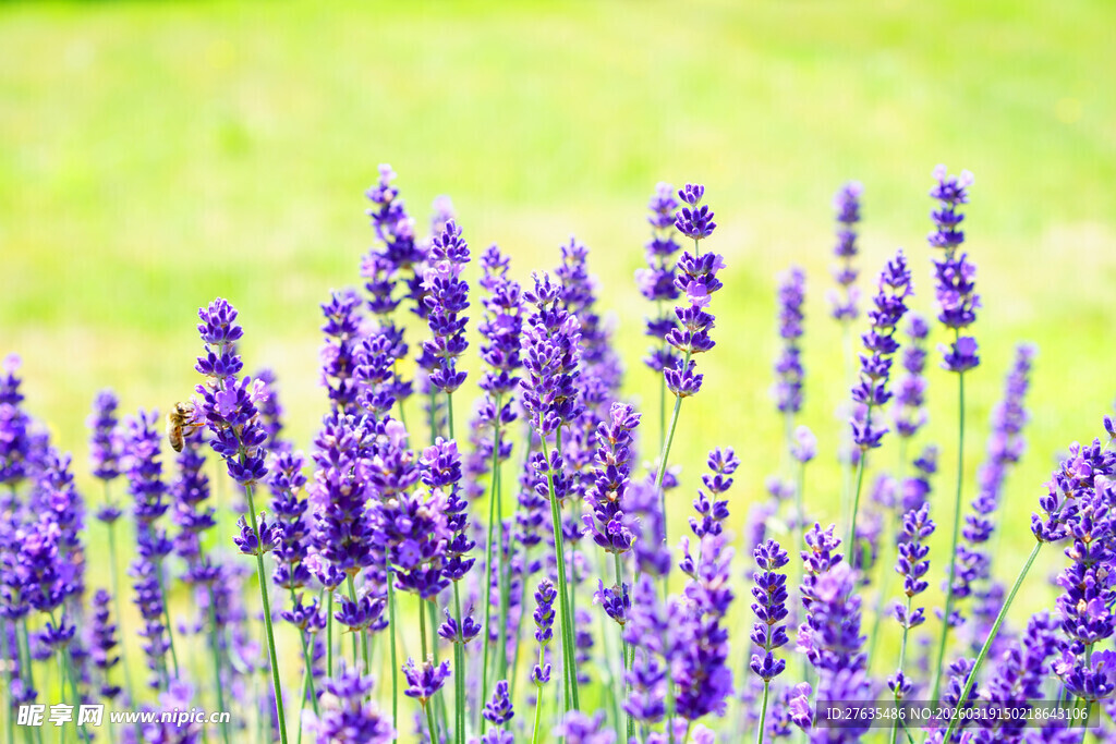 紫色薰衣草绽放的美丽