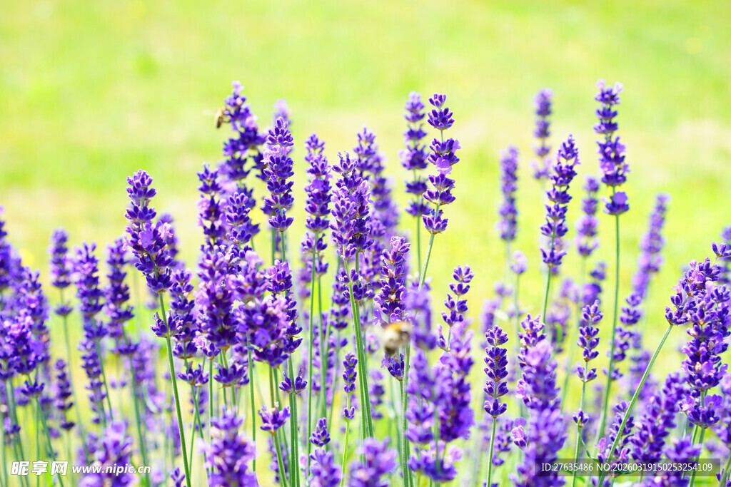 紫色薰衣草花海绽放