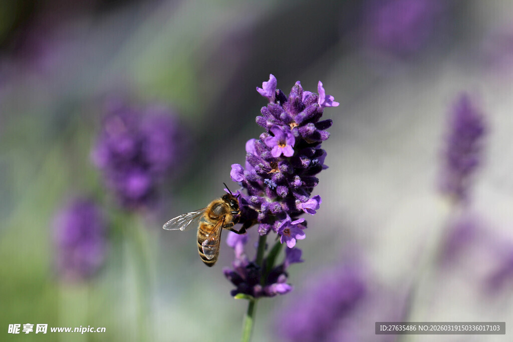薰衣草上的蜜蜂