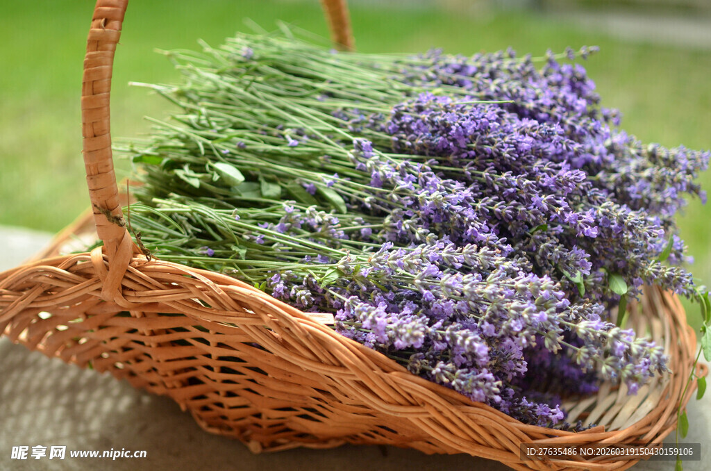 篮子里的紫色薰衣草花束