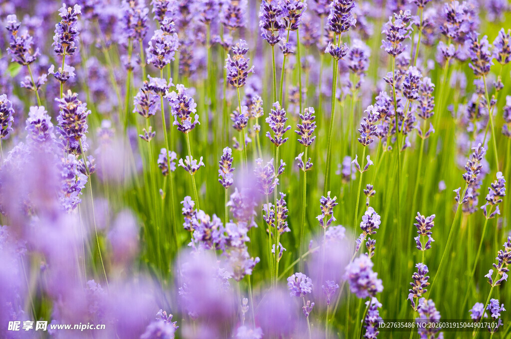 紫色薰衣草花海美景
