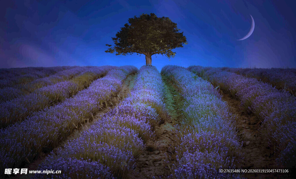 月夜下的薰衣草田与孤树