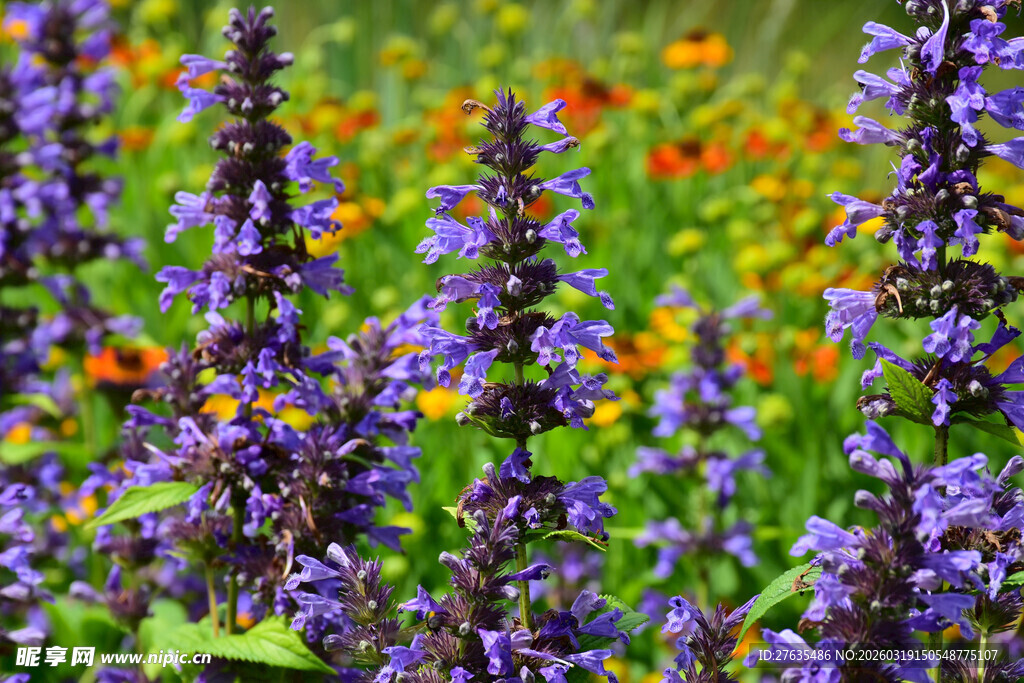 紫色花丛中的多彩景致