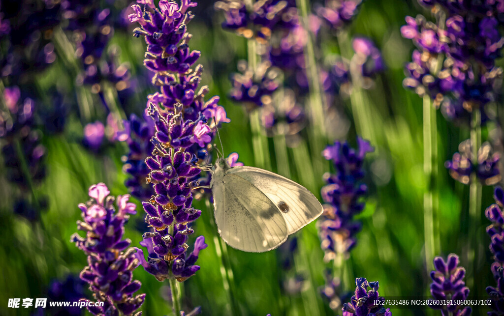 薰衣草丛中的白色蝴蝶