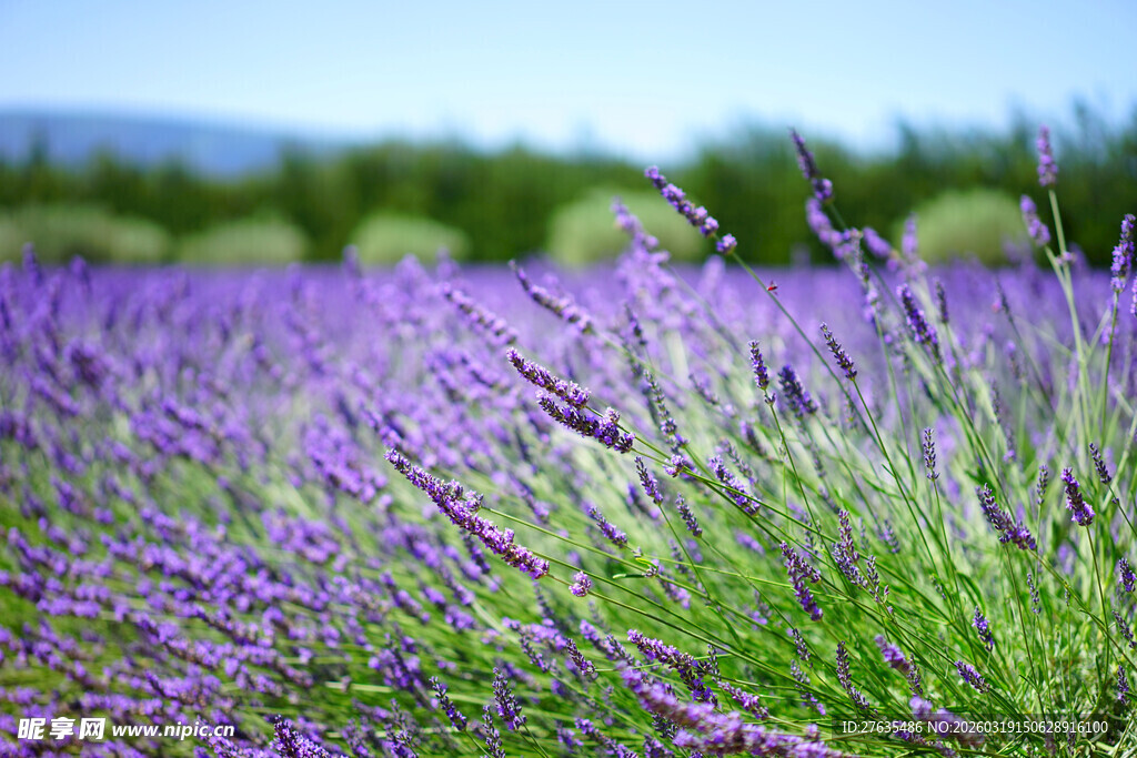 紫色薰衣草花田美景