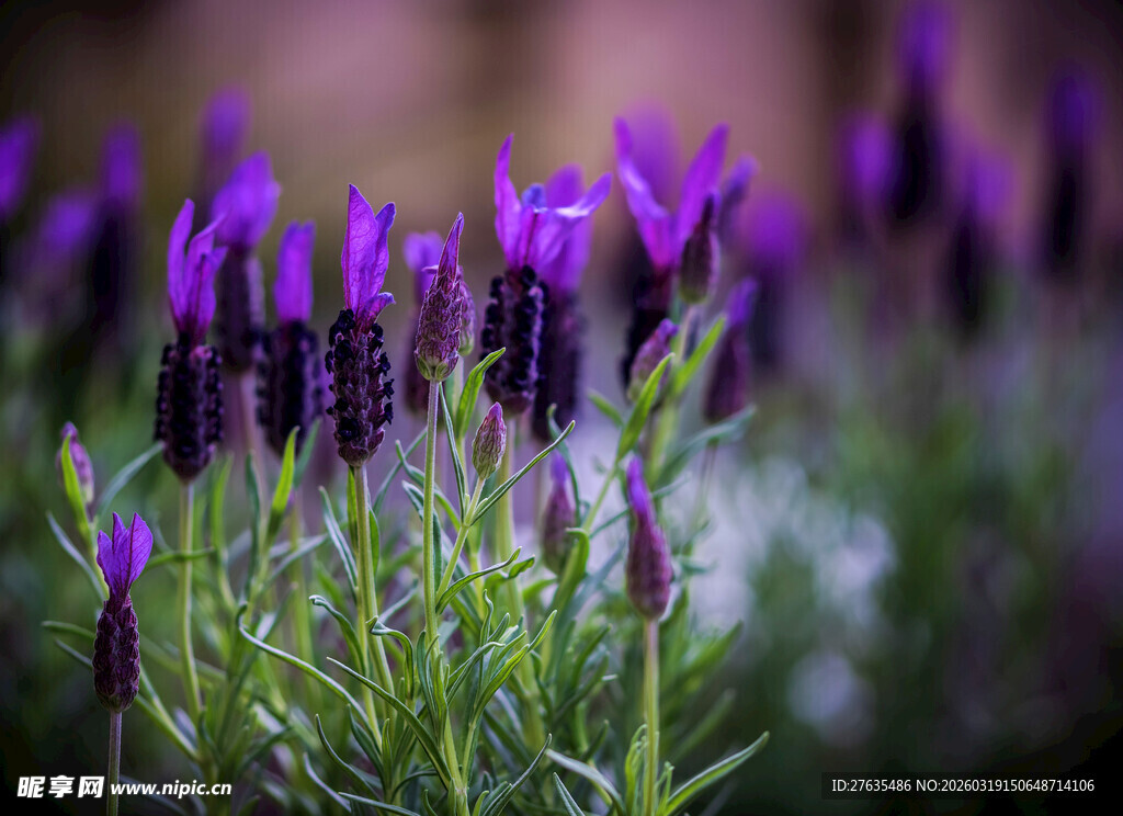 紫色薰衣草绽放的美丽