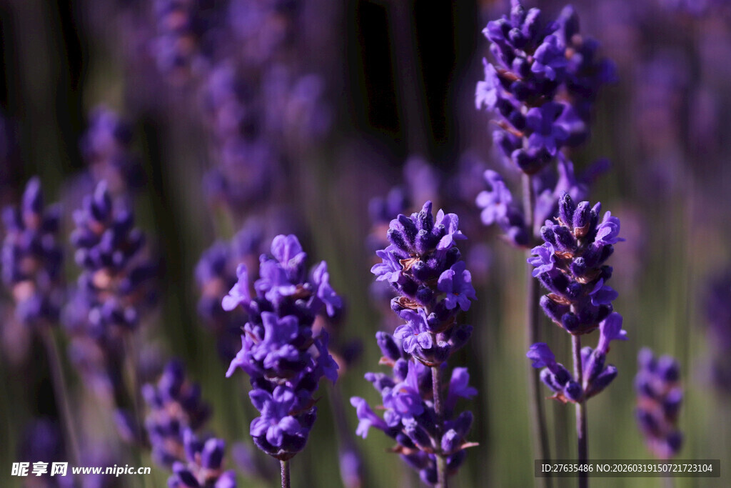 紫色薰衣草绽放美景