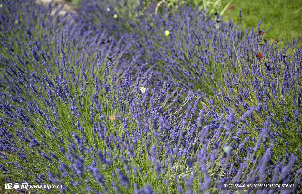 紫色薰衣草花田美景
