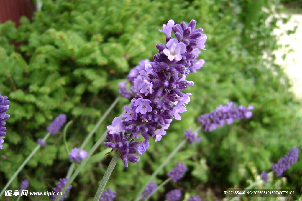 绽放的紫色薰衣草花束
