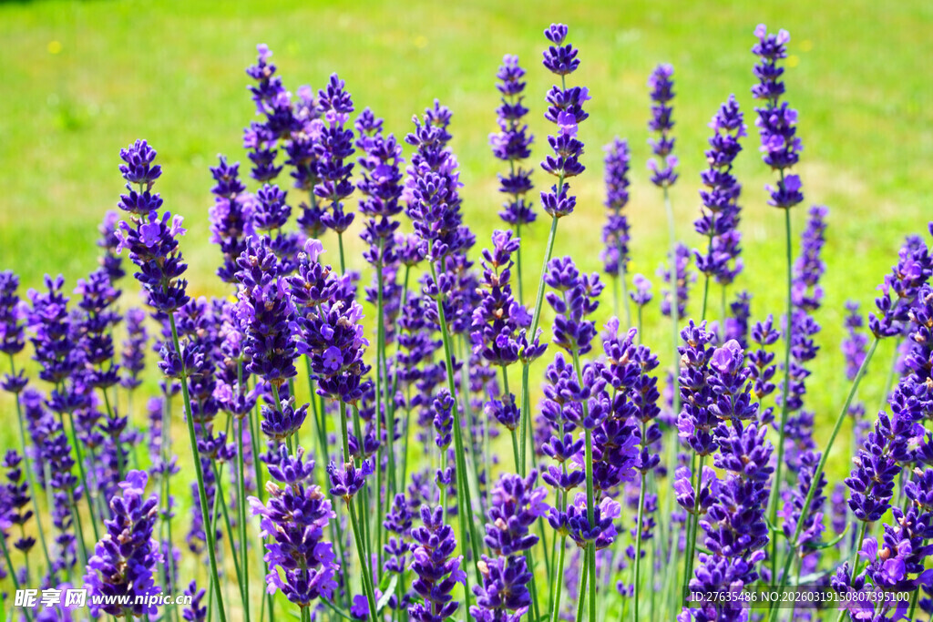 紫色薰衣草花丛特写