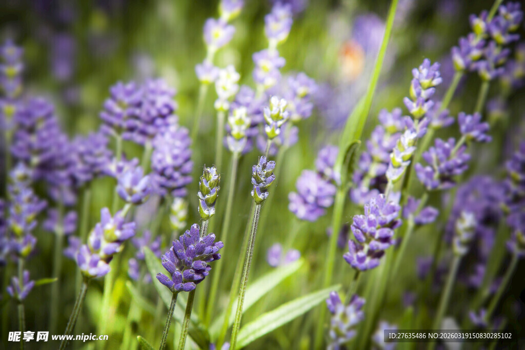 紫色薰衣草花绽放美景