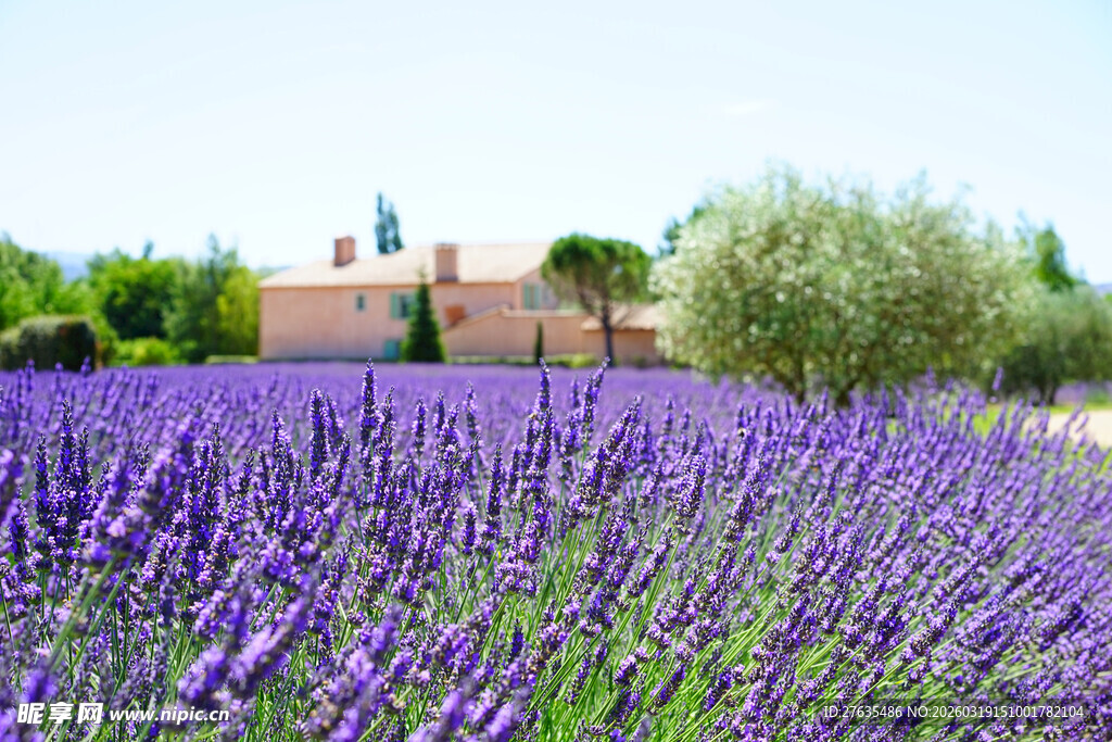紫色薰衣草田中的美丽风景