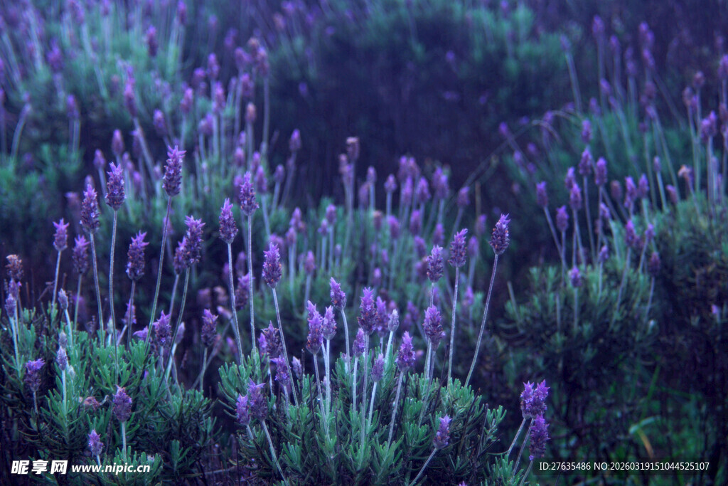 紫色薰衣草花田美景