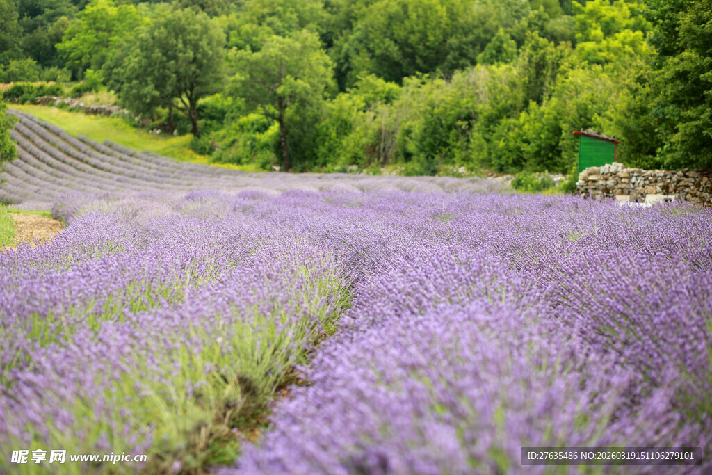 紫色薰衣草花田美景