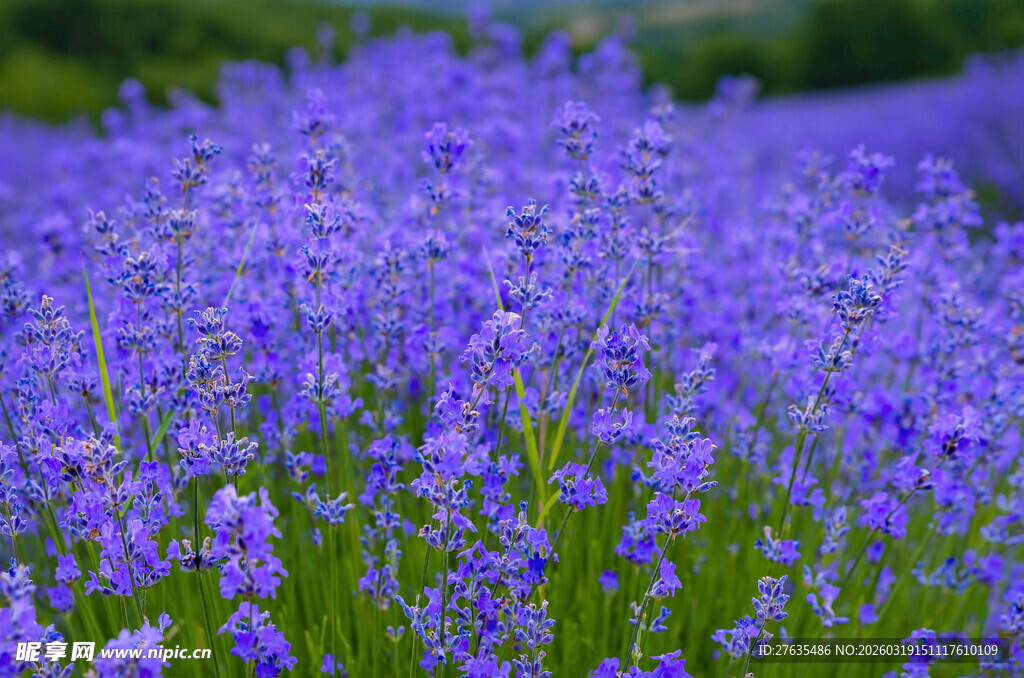紫色花海绽放迷人魅力