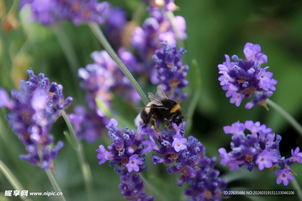 蜜蜂采蜜于紫色薰衣草间