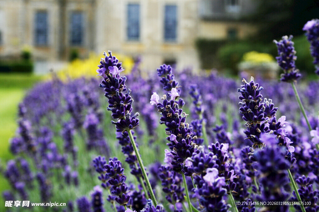 紫色薰衣草花海与古典建筑