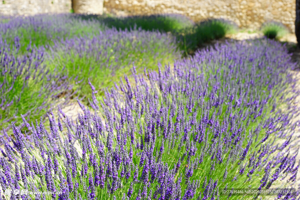 紫色薰衣草花田浪漫美景