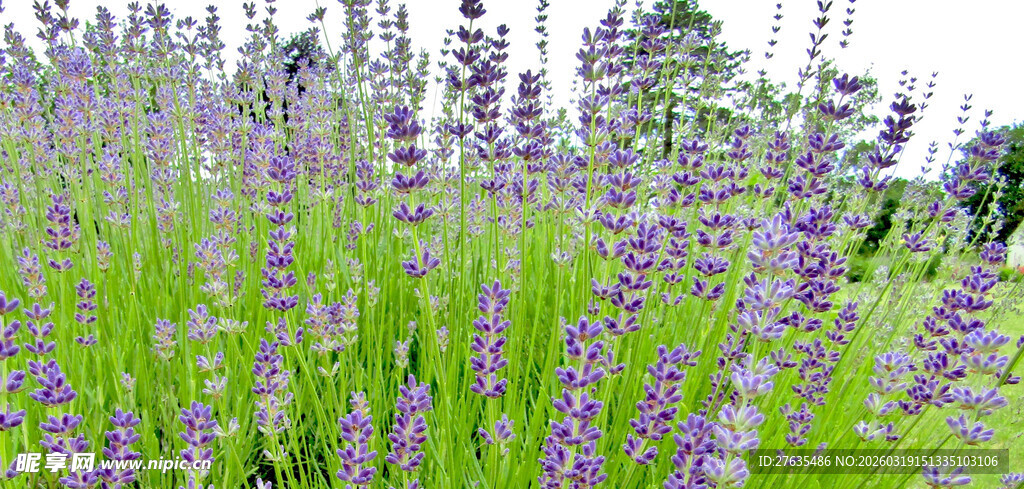 紫色薰衣草花田美景