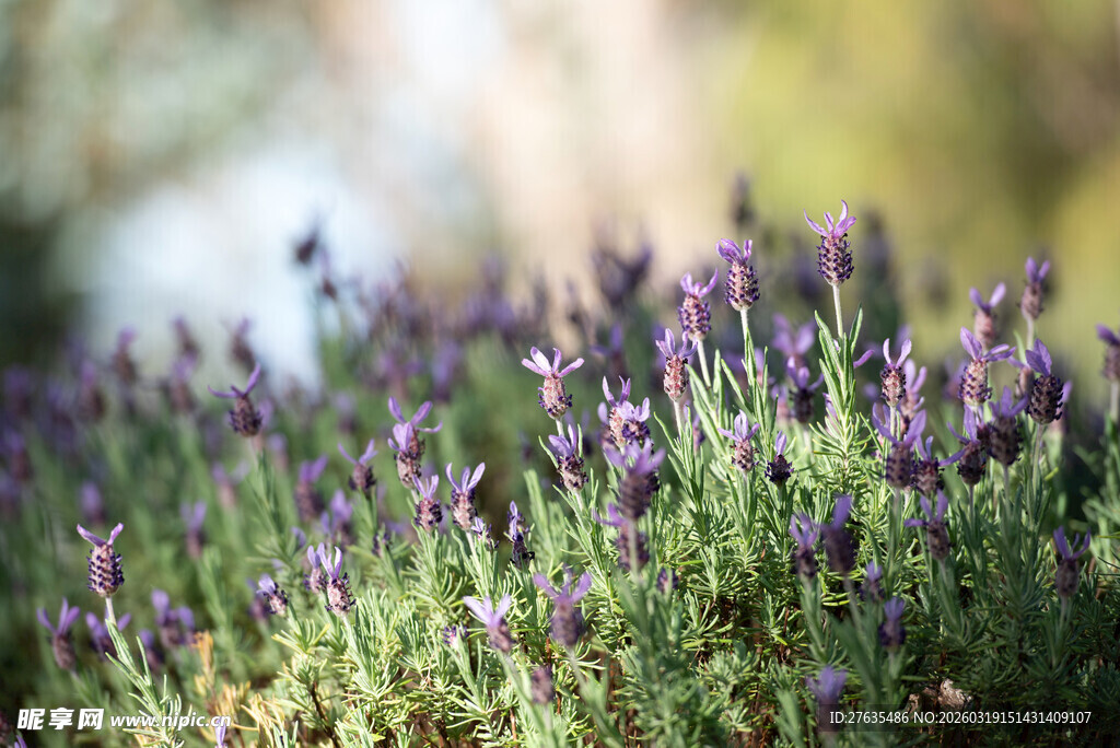 紫色薰衣草花丛美景