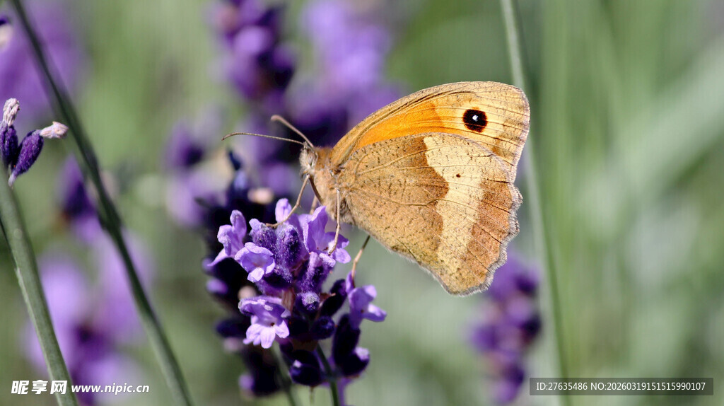 蝴蝶停驻紫色薰衣草花