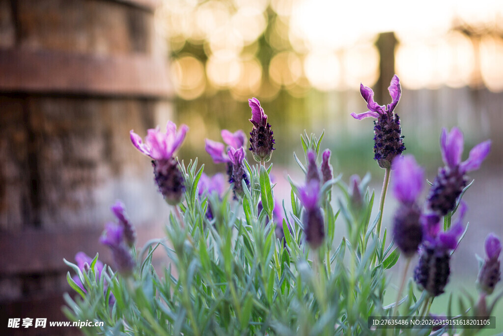 紫色薰衣草绽放的美丽