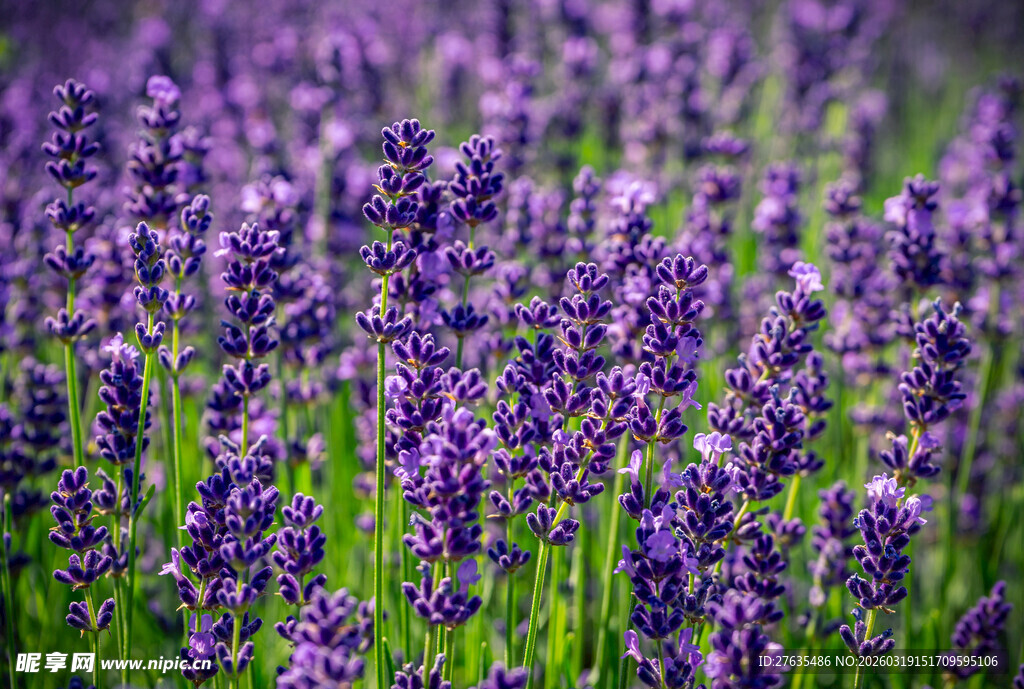 紫色薰衣草花田美景