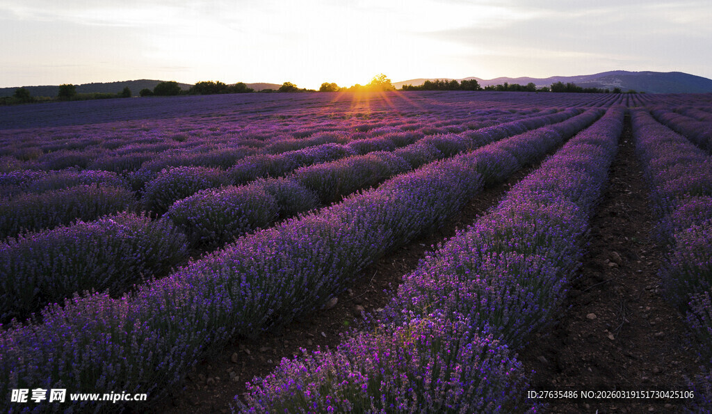 夕阳下的薰衣草田美景