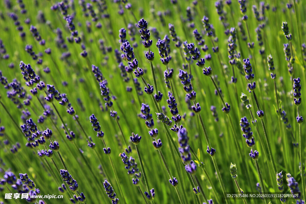 紫色薰衣草花田美景