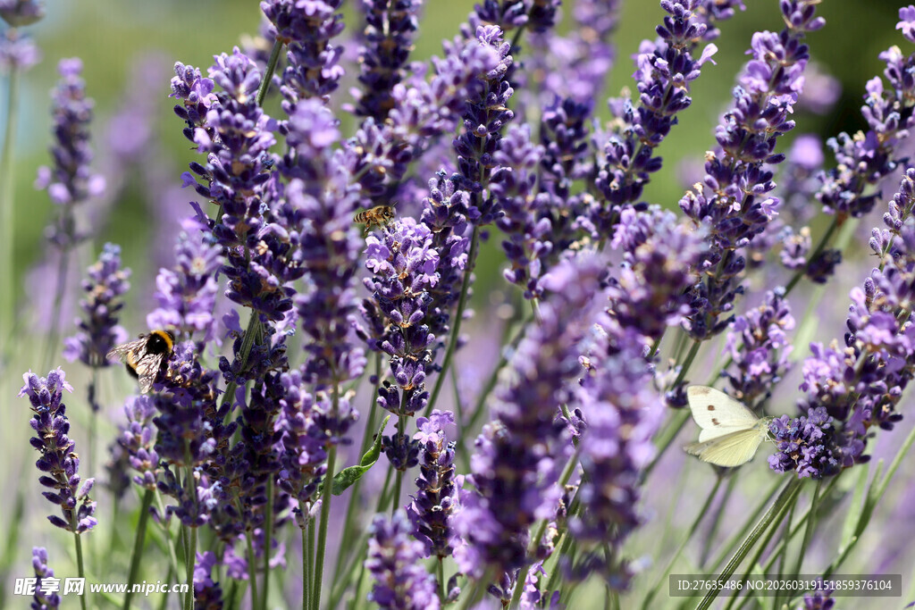紫色薰衣草花丛中的蜜蜂