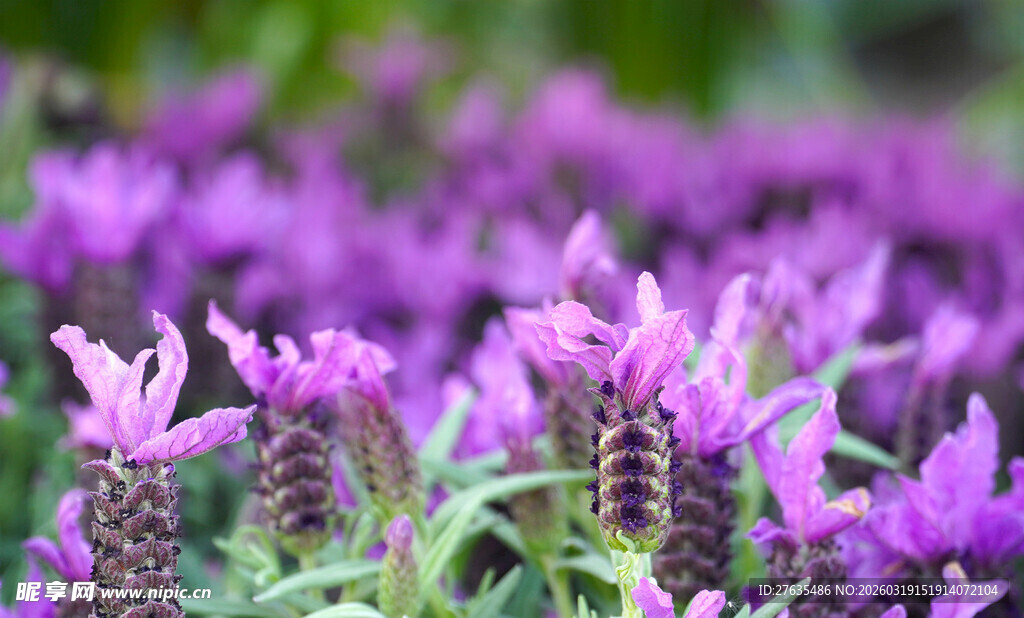 紫色鼠尾草绽放美景