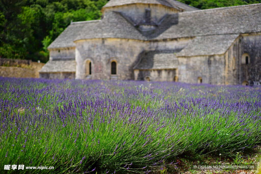 薰衣草田中的古老石屋