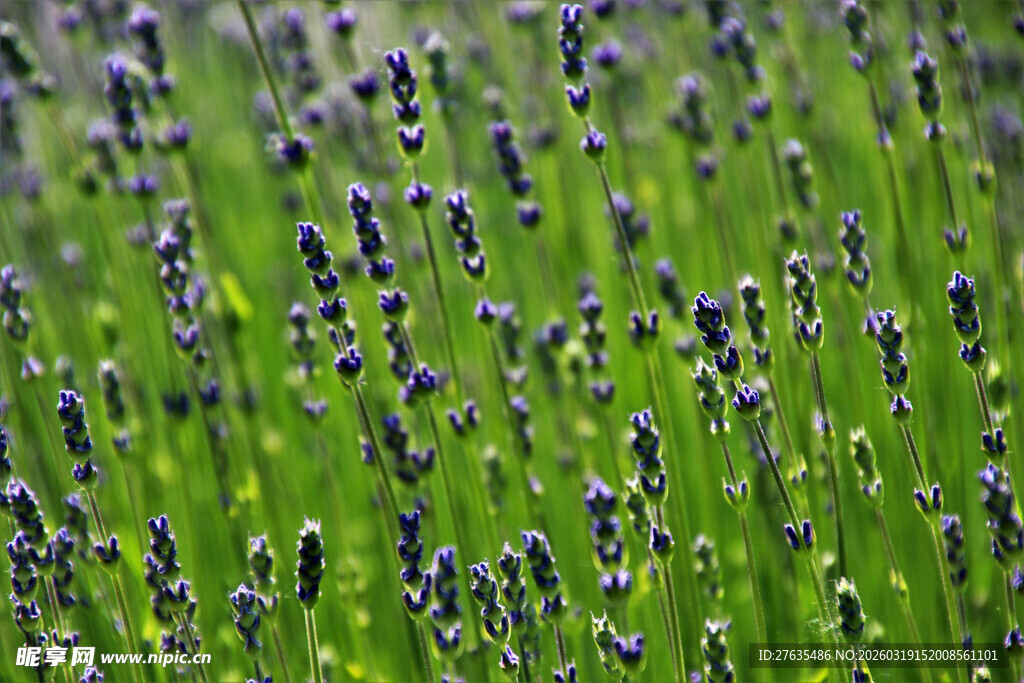 紫色薰衣草绽放于绿野